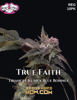 Riot Seeds - True Faith {REG} [10pk]Plant photo info card