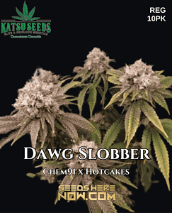 Dawg Slobber (regular) - Katsu Seeds