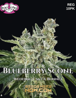 Riot Seeds - Blueberry Scone {REG} [10pk]Plant photo info card