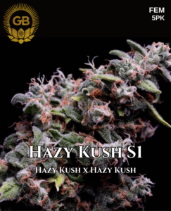 Hazy Kush S1 (Feminized) - Green Bodhi Genetics