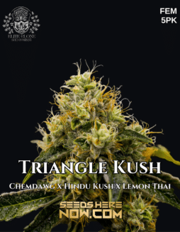 Elite Clone Seed Company - Triangle Kush {FEM} [5pk]Triangle Kush pot seeds
