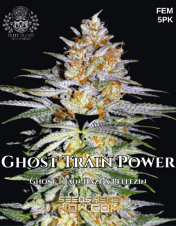Elite Clone Seed Company - Ghost Train Power {FEM} [5pk]Ghost Train Power