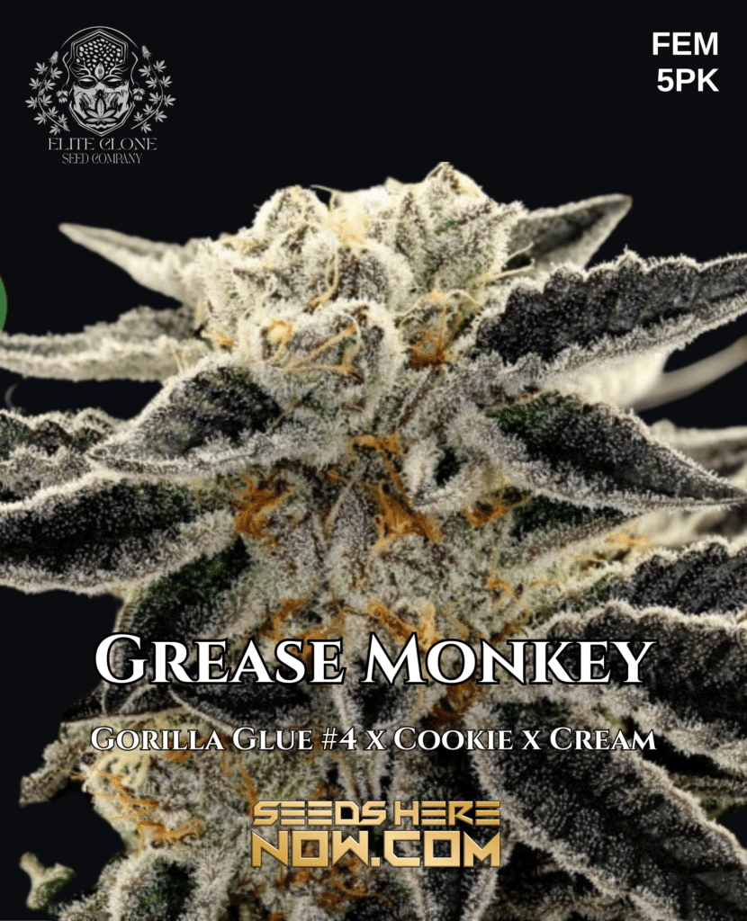 Elite Clone Seed Company Grease Monkey Strain {FEM} [5pk] Seeds