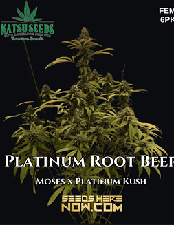 Katsu Seeds - Platinum Root Beer {FEM} [6pk]Platinum Rootbeer