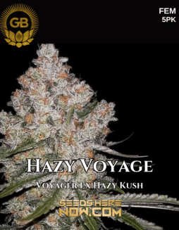 Green Bodhi Genetics - Hazy Voyage {FEM} [5pk]Hazy Voyage