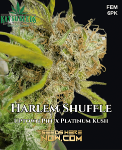 Harlem Shuffle (feminized) - Katsu Seeds