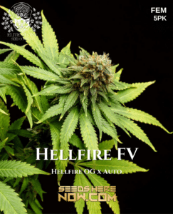 Hellfire Fv (feminized) - Turboflora Genetics
