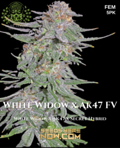 White Widow x Ak47 FV (Feminized) - TurboFlora Genetics