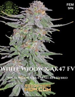 TurboFlora Genetics - White Widow x Ak47 FV {FEM} [5pk]Plant photo info card