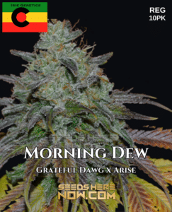 Morning Dew (Regular) - Irie Genetics