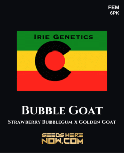 Bubble Goat (Feminized) - Irie Genetics
