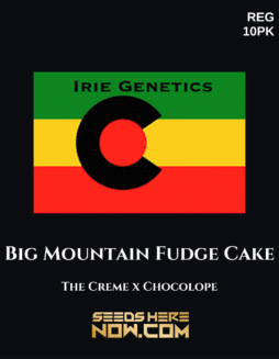 Irie Genetics - Big Mountain Fudge Cake {REG} [10pk]Plant photo info card
