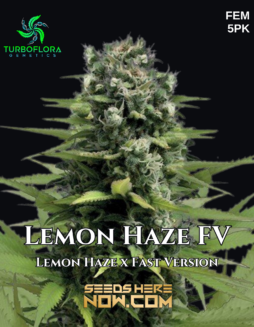 TurboFlora Genetics - Lemon Haze FV {FEM} [5pk]Plant photo info card