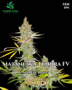 Matanuska Tundra Fv (feminized) - Turboflora Genetics