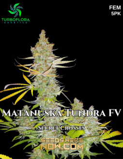 TurboFlora Genetics - Matanuska Tundra FV {FEM} [5pk]Plant photo info card