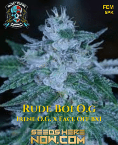 Rude Boy Og S1 (feminized) - Elite Clone Seed Company