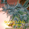 Scott's Og S1 (feminized) - Elite Clone Seed Company