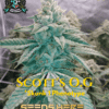 Scott's Og S1 (feminized) - Elite Clone Seed Company