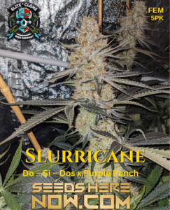 Jokerz S1 (feminized) - Elite Clone Seed Company