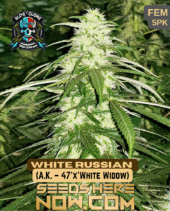 Charlotte's Web S1 (feminized) - Elite Clone Seed Company