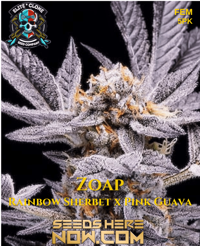 Elite Clone Seed Company Zoap Strain {FEM} [5pk] Seeds Here Now