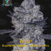 Rude Boy OG S1 (Feminized) (space) Elite Clone Seed Company