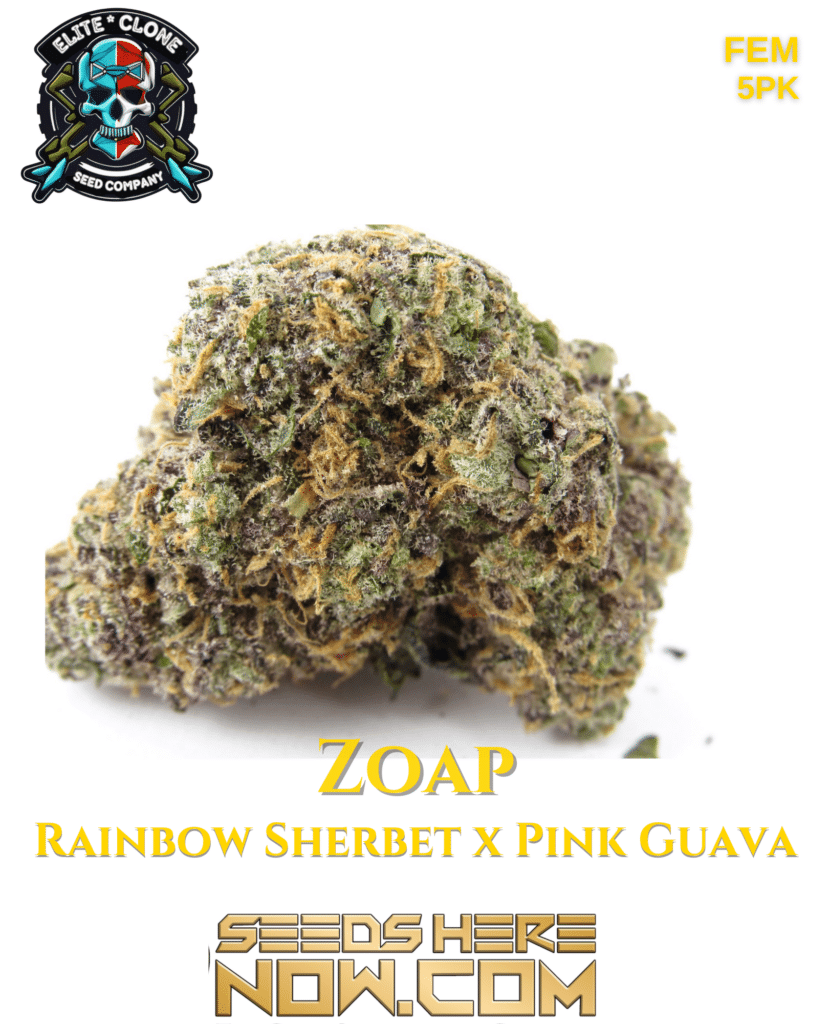 Elite Clone Seed Company Zoap Strain {FEM} [5pk] Seeds Here Now