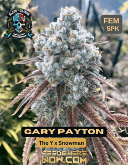 Elite Clone Seed Company - Gary Payton {FEM} [5pk]Gary Payton Seeds