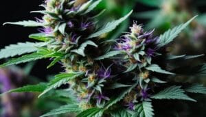Hella Jelly Strain Review And Information – Hella Jelly Strain Review and Information