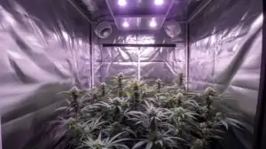 How to build a cannabis grow room