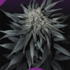 Coco Bubble (regular) - Dj Short Seeds