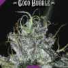 Coco Bubble (regular) - Dj Short Seeds
