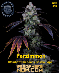 Perzimmon (Feminized) - Compound Genetics