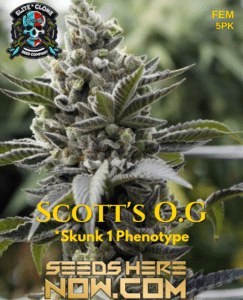 Scott's Og S1 (feminized) - Elite Clone Seed Company