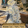 Wedding Crasher S1 (Feminized) (space) Elite Clone Seed Company