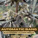 Automatic Bang (Feminized) - Genetix Matter