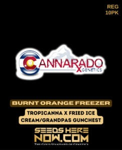 Burnt Orange Freezer (Regular) - Cannarado Genetics