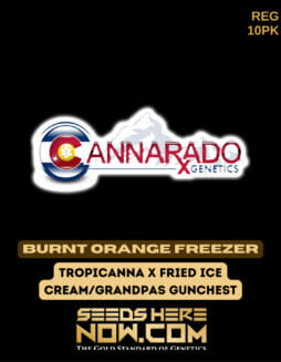 Cannarado Genetics - Burnt Orange Freezer {REG} [10pk]Cannarado Burnt Orange Freezer
