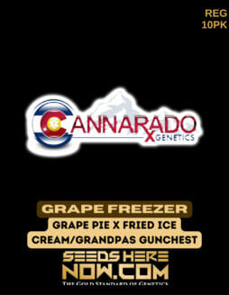 Cannarado Genetics - Grape Freezer {REG} [10pk]Cannarado Grape Freezer
