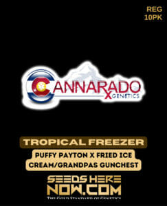 Tropical Freezer (regular) - Cannarado Genetics