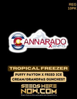Cannarado Genetics -  Tropical Freezer {REG} [10pk]Cannarado Tropical Freezer