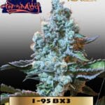 I  - 95 BX3 (Regular) - Top Dawg Seeds