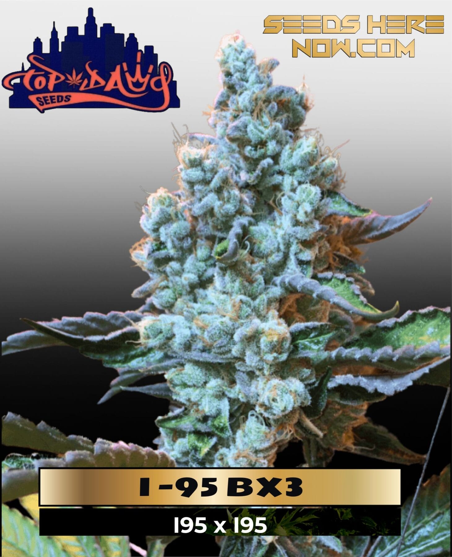 I -95 BX3 (Regular) - Top Dawg Seeds