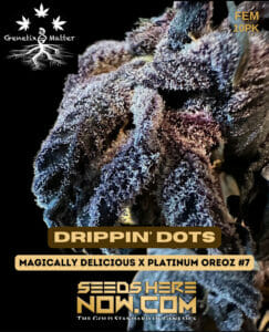 Drippin' Dots (Feminized) - Genetix Matter
