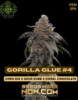 Elite Clone Seed Company - Gorilla Glue #4 {FEM} [3pk]ECSC Gorilla Glue # 4