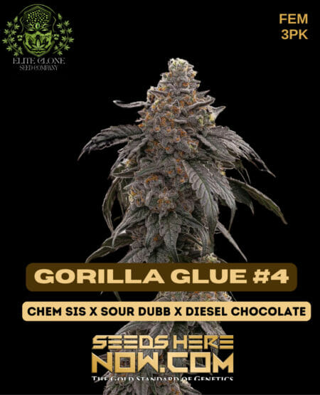 Ecsc Gorilla Glue # 4