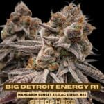 Big Detroit Energy R1 (Feminized) - Ethos Genetics