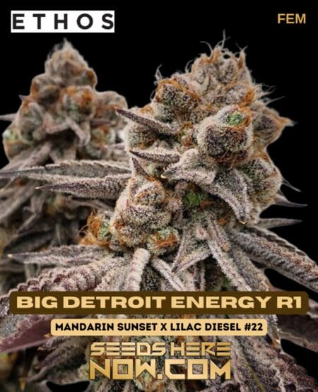 Big Detroit Energy R1 (feminized) - Ethos Genetics