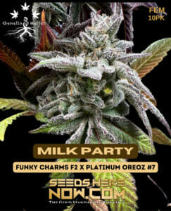 Milk Party (feminized) - Genetix Matter