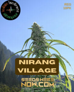 Nirang Village (regular) - Indian Landrace Exchange